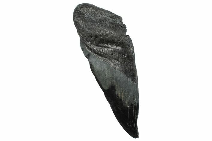 Partial Fossil Megalodon Tooth - South Carolina #293965